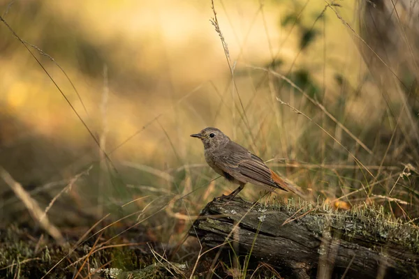 Redstart Muhteşem Bir Yerde Bir Kütüğe Oturuyor Inanılmaz Bir Vahşi — Stok fotoğraf