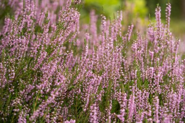 Çiçek açan çalılar, vahşi çayırlar, inanılmaz vahşi yaşam.