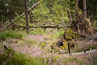 Sakin bir ormanda mor fundalarla süslenmiş muhteşem kenar, inanılmaz bir vahşi yaşam.