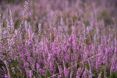 Çiçek açan çalılar, yabani çayırlar.