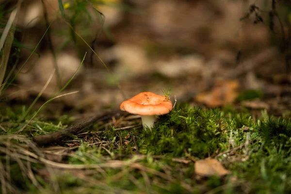 Paddenstoelen Een Rustig Sprookjesbos — Stockfoto