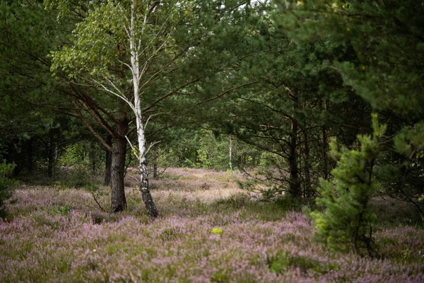 Neuvěřitelné Odlehlé Místo Výhledem Kvetoucí Pole Neuvěřitelná Divoká Zvěř — Stock fotografie