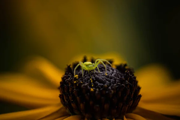 Brillante Araña Verde Claro Una Flor Amarilla Fresca Increíble Vida —  Fotos de Stock