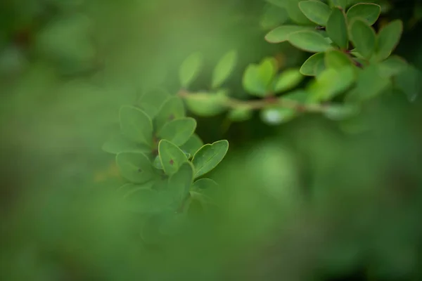 Green Lush Succulent Foliage Beautiful Shrub Leaves Incredible Wildlife — Stock Photo, Image