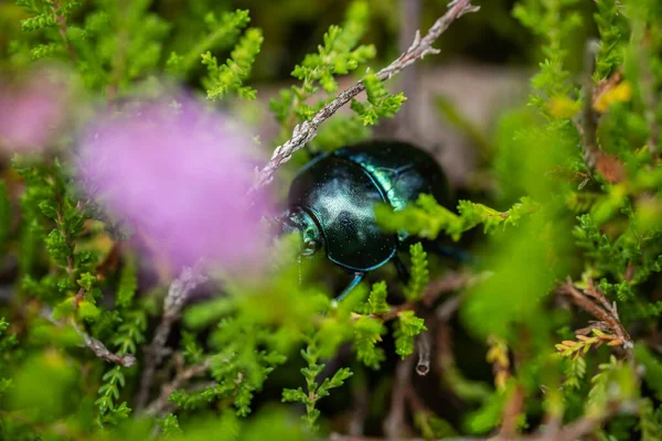 El escarabajo viaja entre el bosque tranquilo — Foto de Stock