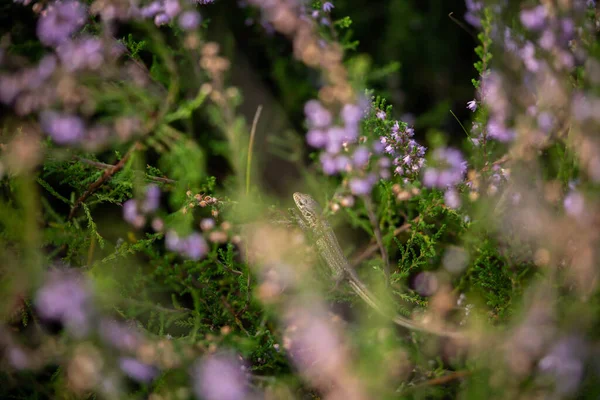 Lucertola in agguato in una lussureggiante vegetazione densa — Foto Stock