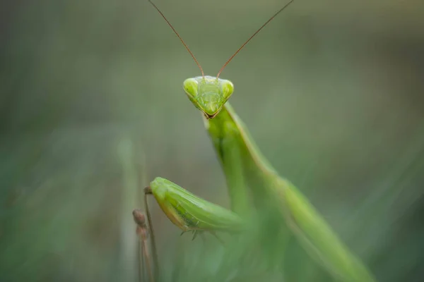 Gottesanbeterin lauert im Gras, Nahaufnahme, unglaubliche Tierwelt — Stockfoto