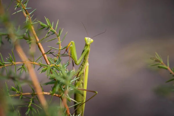 Gottesanbeterin versteckt sich auf einem Ast eines Nadelbusches — Stockfoto