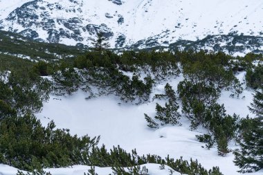 Çam Ağaçları ve Karla kaplı Topraklı Karlı Orman