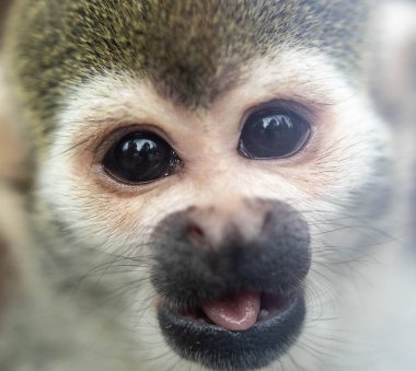 Parlak Gözlü ve Dilli Meraklı Maymunun Yakın Çekimi