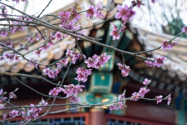 Sakura, Çin ulusal binasının arka planında çiçek açıyor.
