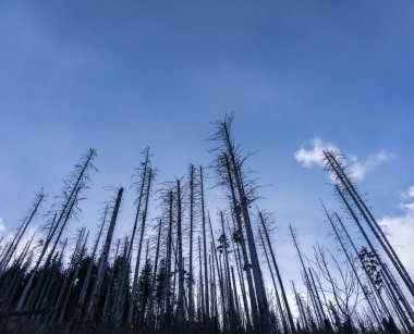 Açık Mavi Gökyüzüne Karşı Ölü Ağaçların Silüetleri