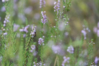 Mor çiçeklerden, yemyeşil bir çayırda nektar toplayan bir arıya yakından bakın.