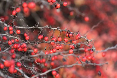 Sonbaharda kırmızı böğürtlen kümeleri ile yoğun çalılar