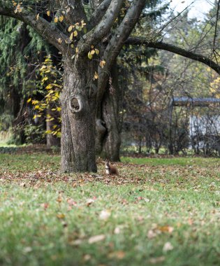 Sonbahar parkında yaşlı bir ağacın altında sincap oturuyor.
