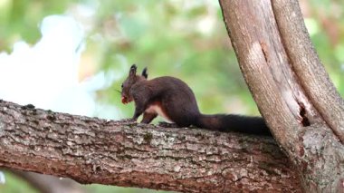 Ağaç dalında koşan sincap ve ağzında fındıkla kaçan sincap.