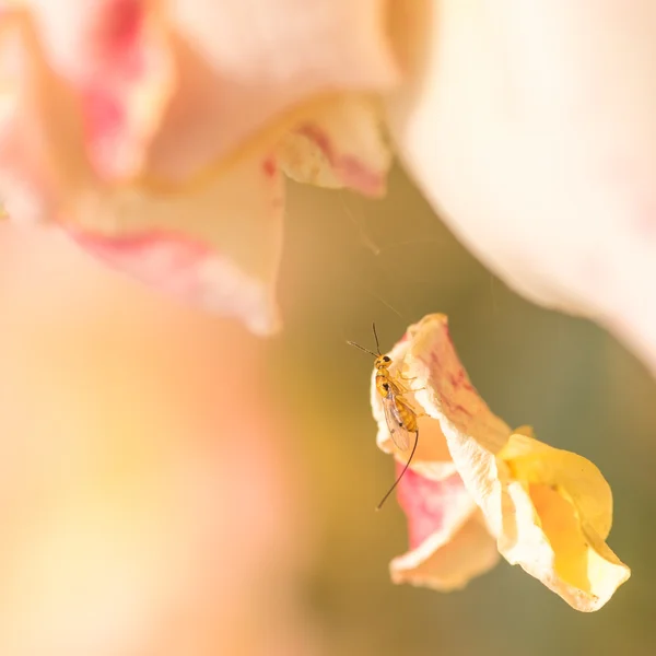 Rose Seed Wasp sul petalo — Foto Stock