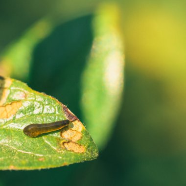 Armut Slug yaprak üzerinde