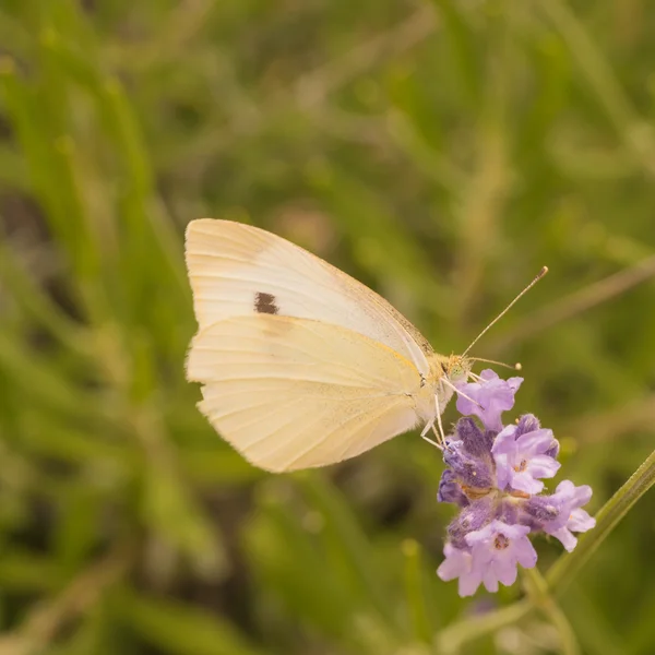 Cabbage Butterfly on Lupin — Stock Photo, Image