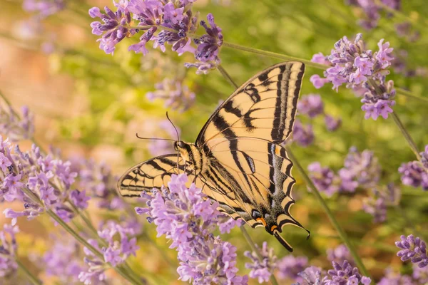 Canadian Tiger Swallowtail Butterfly — Stock Photo, Image