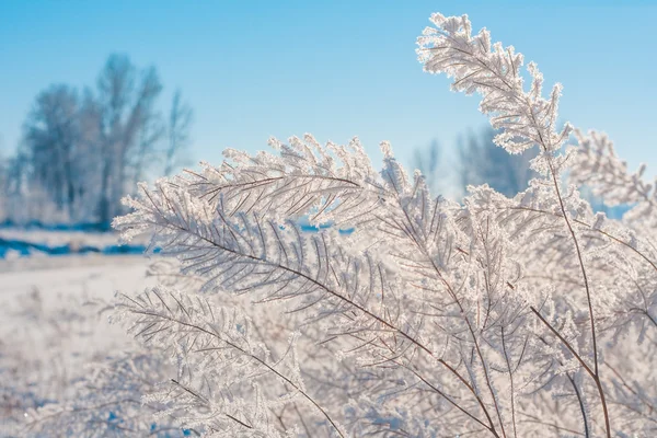 Delicate Hoar vorst op gebladerte — Stockfoto