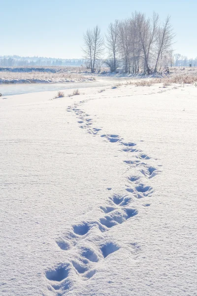 Tracks in the Snow — Stock Photo, Image