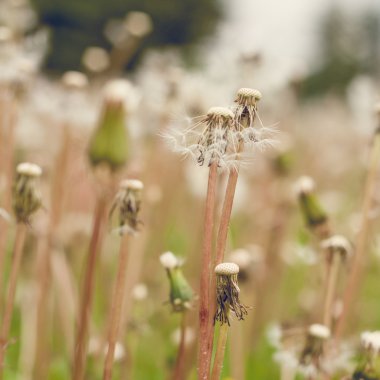 Dandelions tohum için gitti