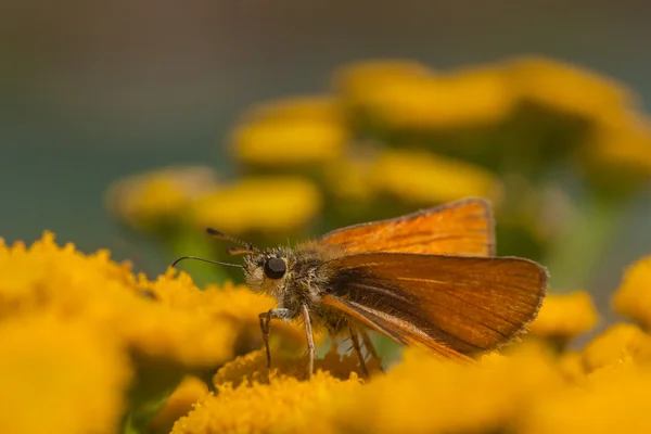 Euorpean Skipper on a Tansy Flower — Stock Photo, Image