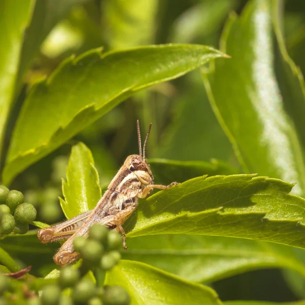 Heuschrecke auf Blatt — Stockfoto