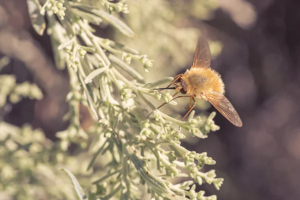 Bee Fly on Foliage