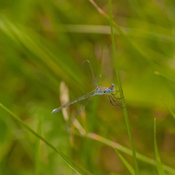 Damselfly bleu sur herbe — Photo