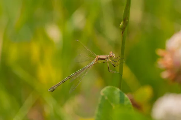 Brown Damselfly Macro — Stock Photo, Image