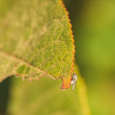 Yaprak kenarı hafif gri anında
