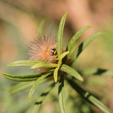 Tuz bataklığı güve Caterpillar