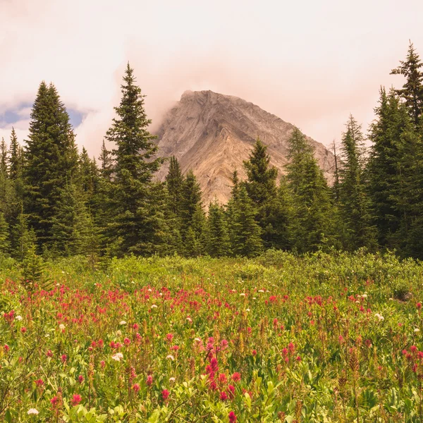 Prado de flores silvestres con Gusty Peak — Foto de Stock