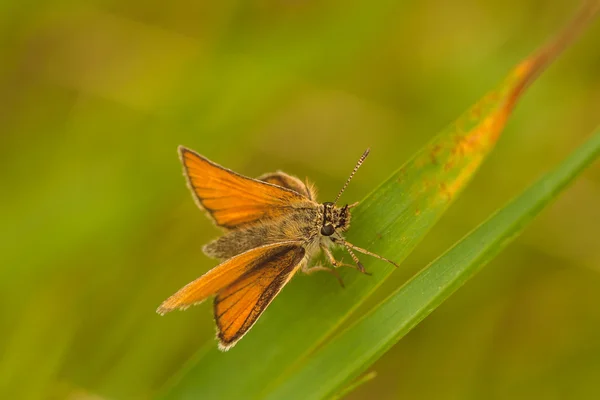 Skipper Schmetterling Makro — Stockfoto