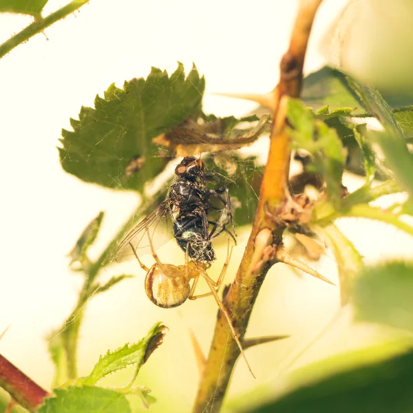 Cobweb Spider mangiare mosca — Foto Stock
