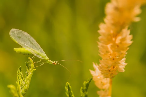 Macro insetto Lacewing Foto Stock Royalty Free