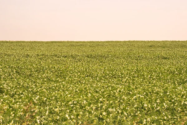 Ervilha campo paisagem — Fotografia de Stock