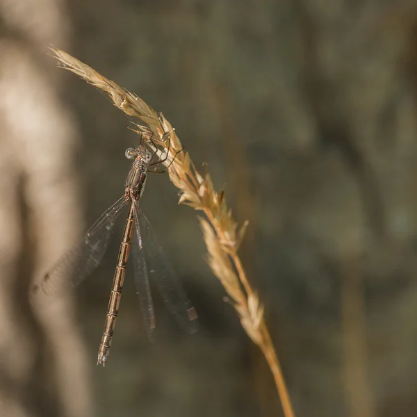 Macro demoiselle dorée — Photo