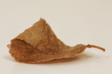 Kurutulmuş kıvrılmış yaprak