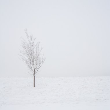 Bir kar fırtınası izole ağacında