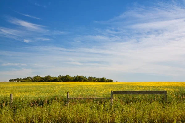 Champ De Canola — Photo