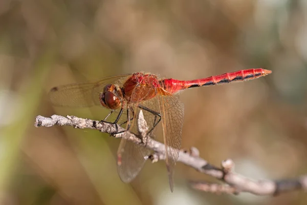 Libélula roja — Foto de Stock