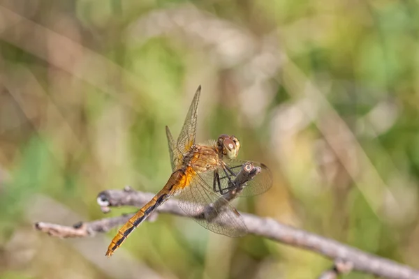 Dragon Fly reposant sur une brindille — Photo