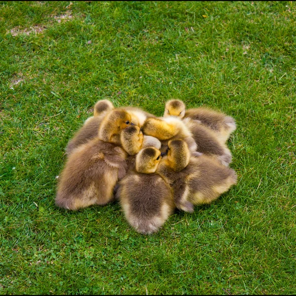 Pile of Goslings — Stock Photo, Image