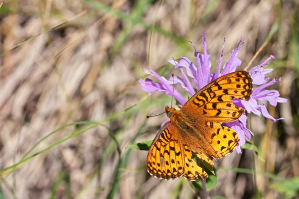 Arctic Fritillary Butterfly — Stock Photo, Image