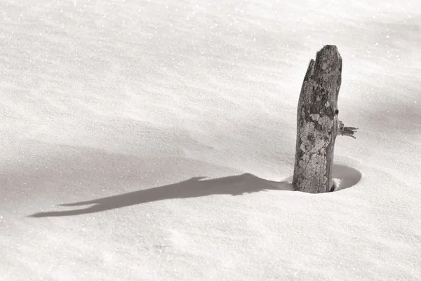 Пень пік крізь сяючий сніг — стокове фото