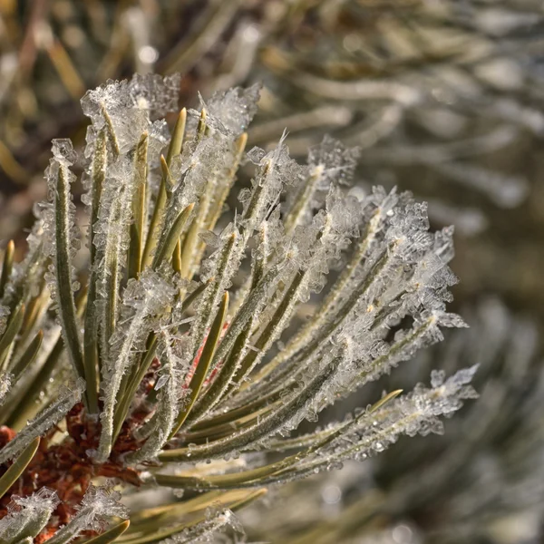 Frost på Barr — Stockfoto