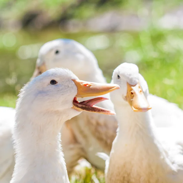 Lachende weiße Ente — Stockfoto